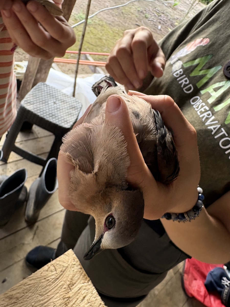 gråpannedue - ML644356102