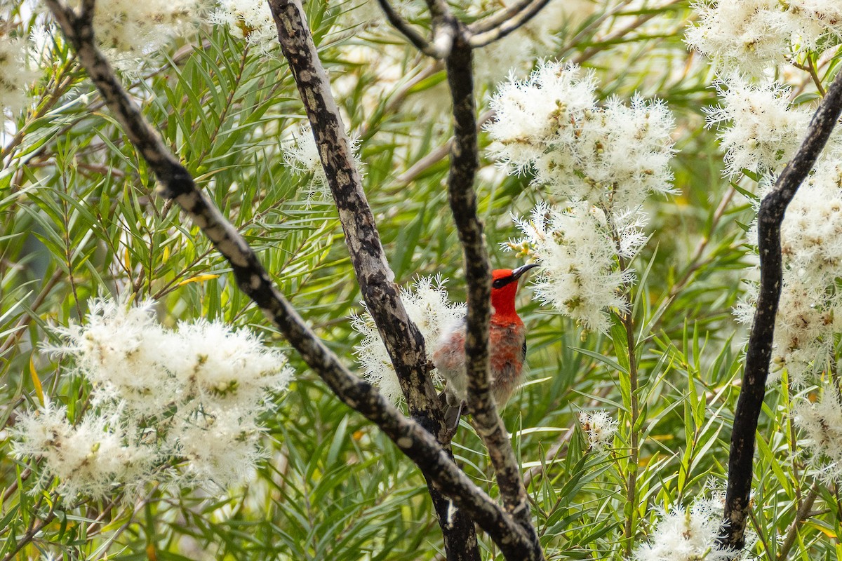 クレナイミツスイ - ML644356105