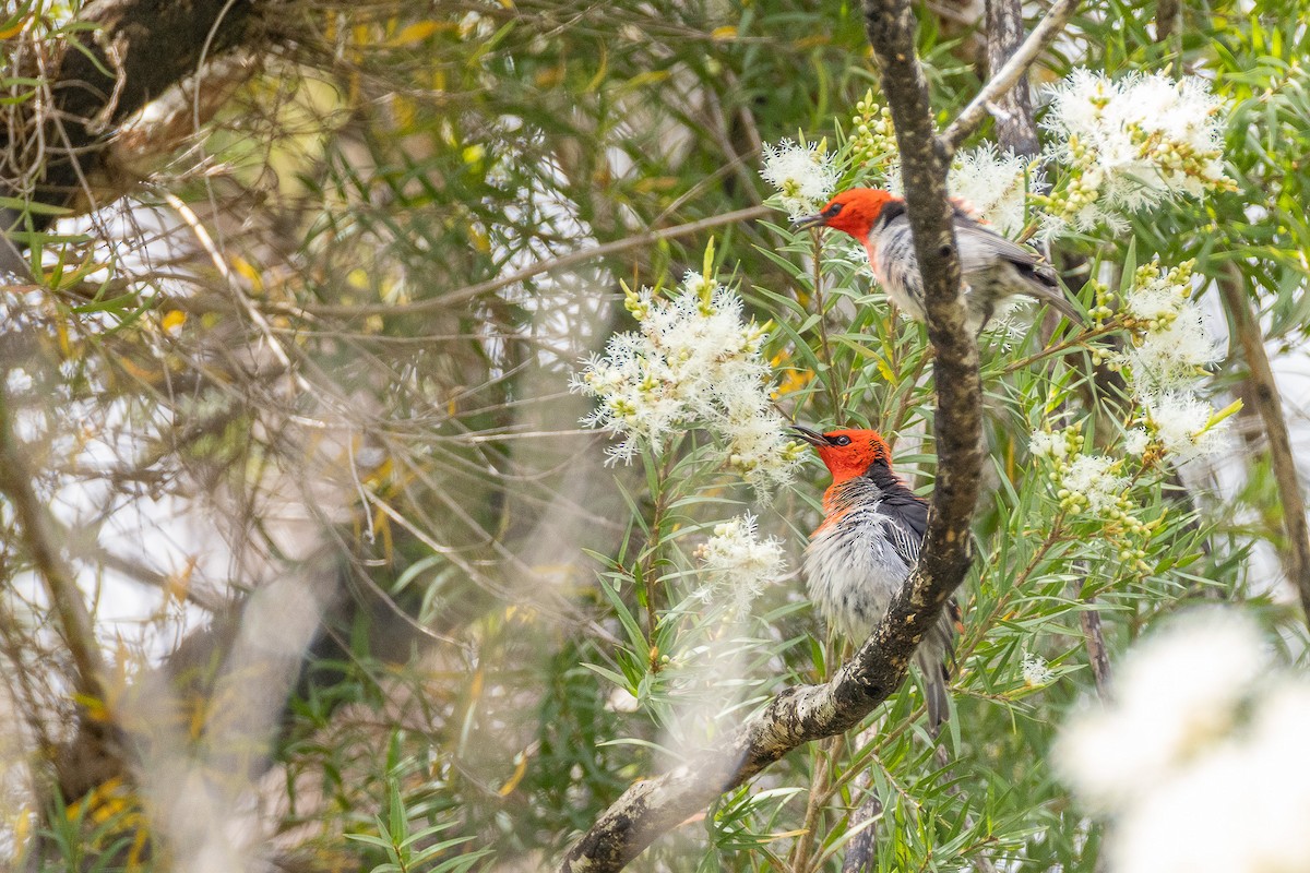 クレナイミツスイ - ML644356106