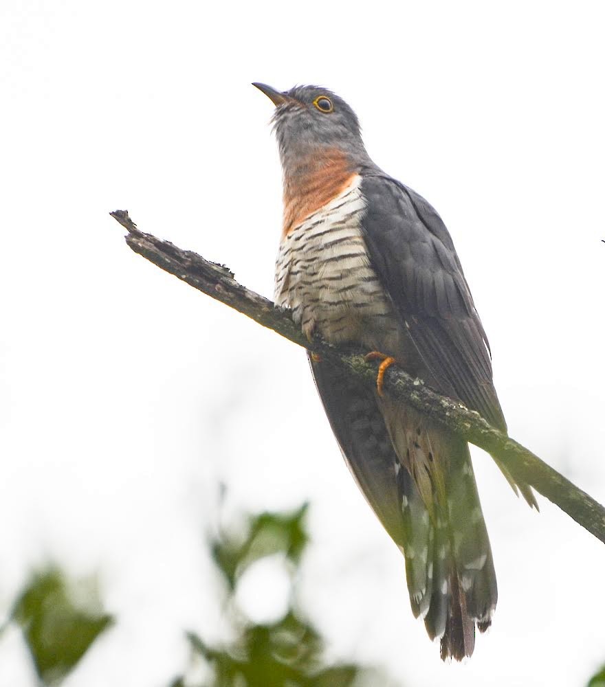 チャムネカッコウ - ML644356110