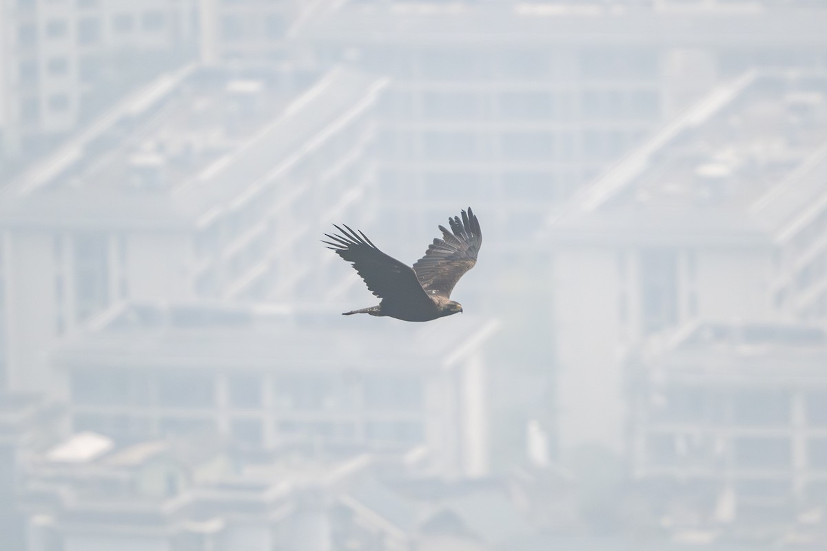 Aigle impérial - ML644356127