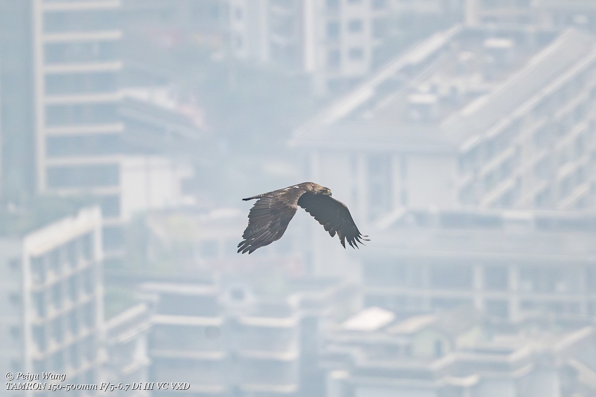 Aigle impérial - ML644356128