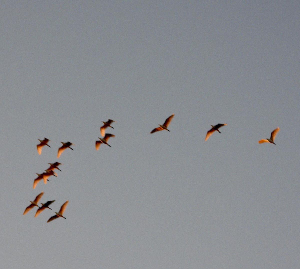 White Ibis - ML644356133