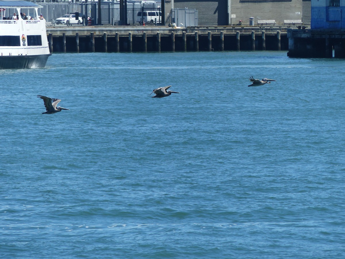 Brown Pelican - ML644356135