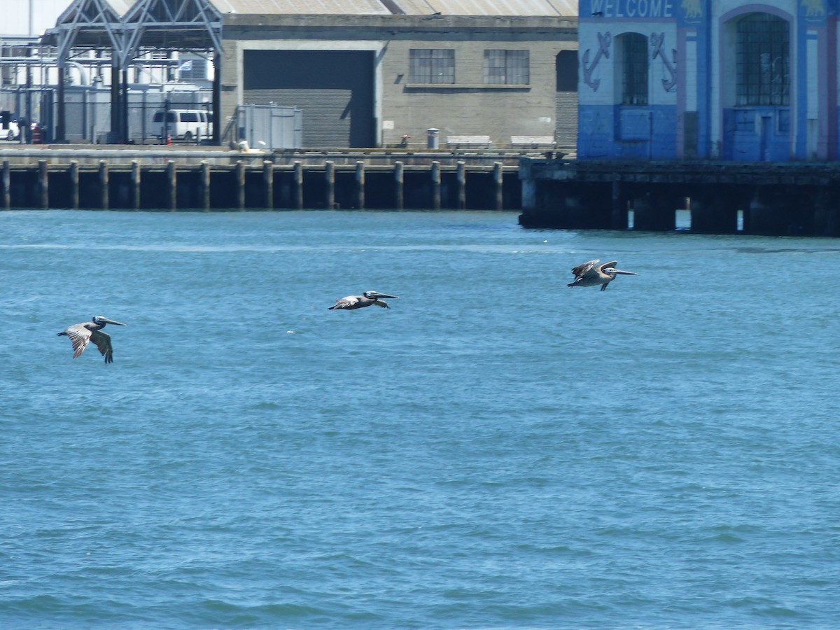 Brown Pelican - ML644356136