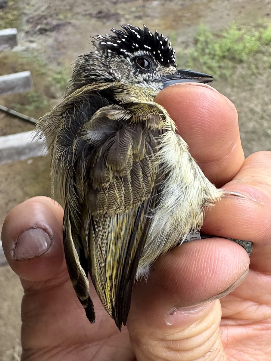 ucayalipikulett - ML644356138