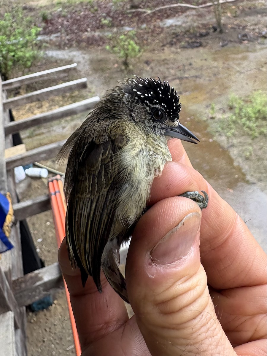 ucayalipikulett - ML644356139