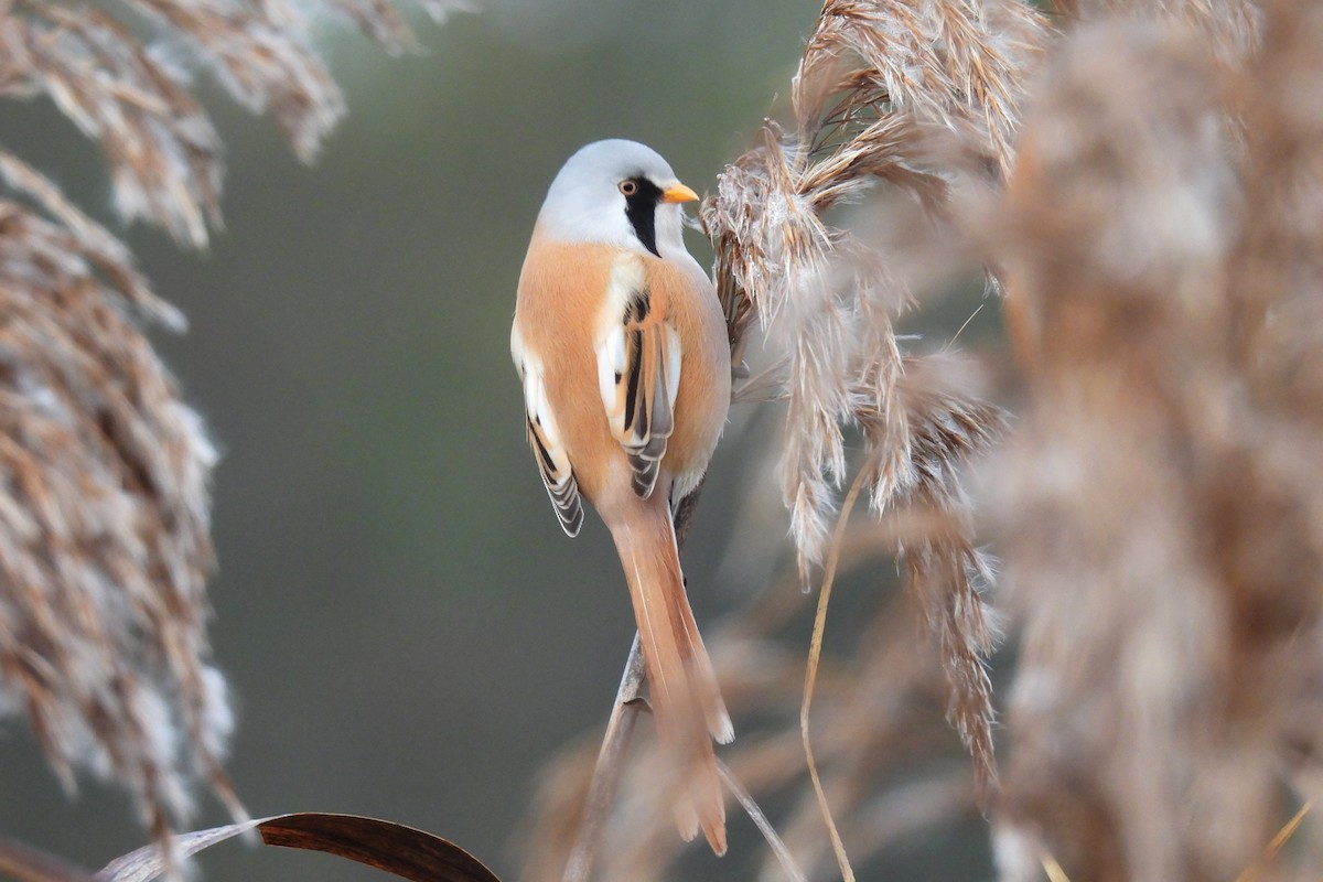 ヒゲガラ - ML644356143