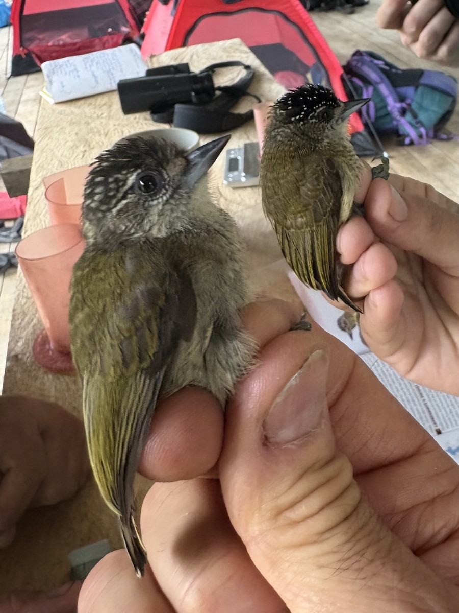 ucayalipikulett - ML644356151