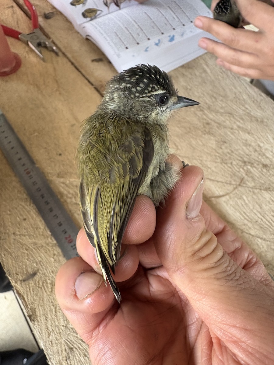 ucayalipikulett - ML644356152