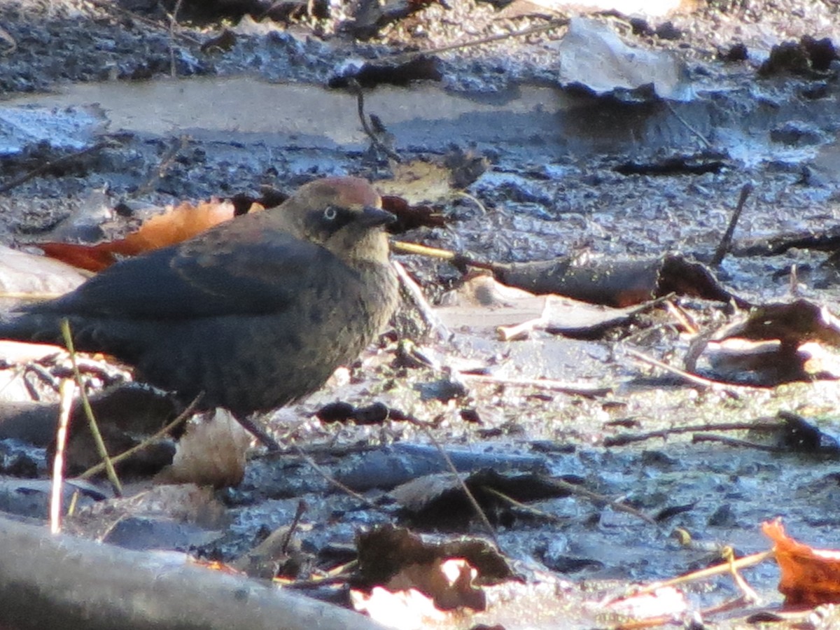 Rusty Blackbird - ML644356174