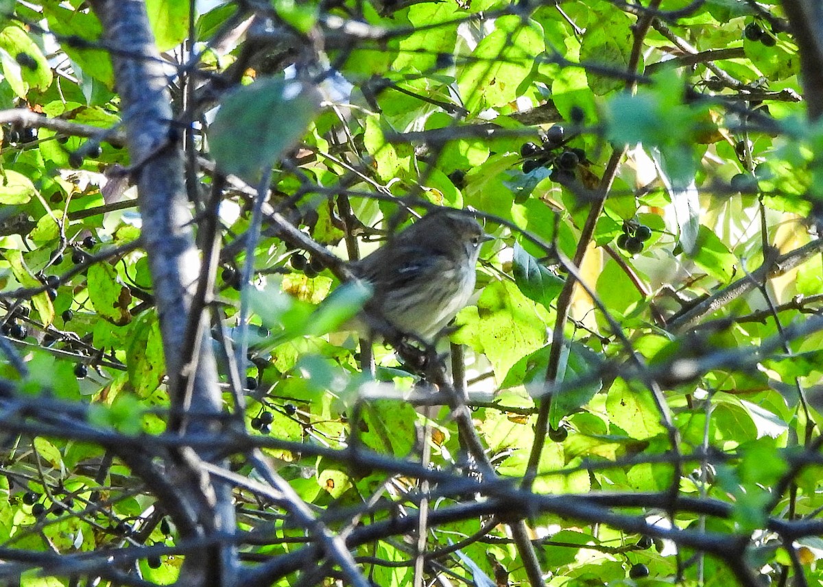 Taçlı Ötleğen - ML644356175