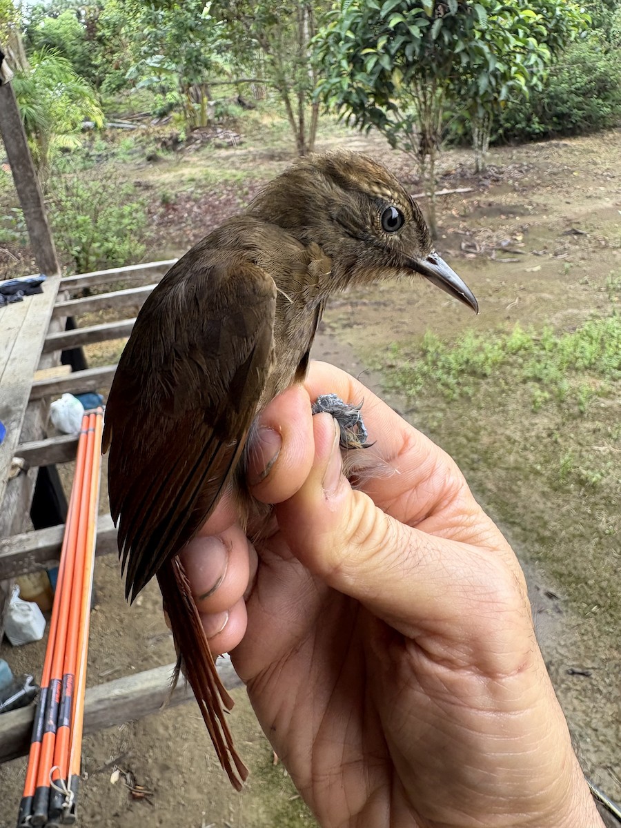 Plain-brown Woodcreeper - ML644356177
