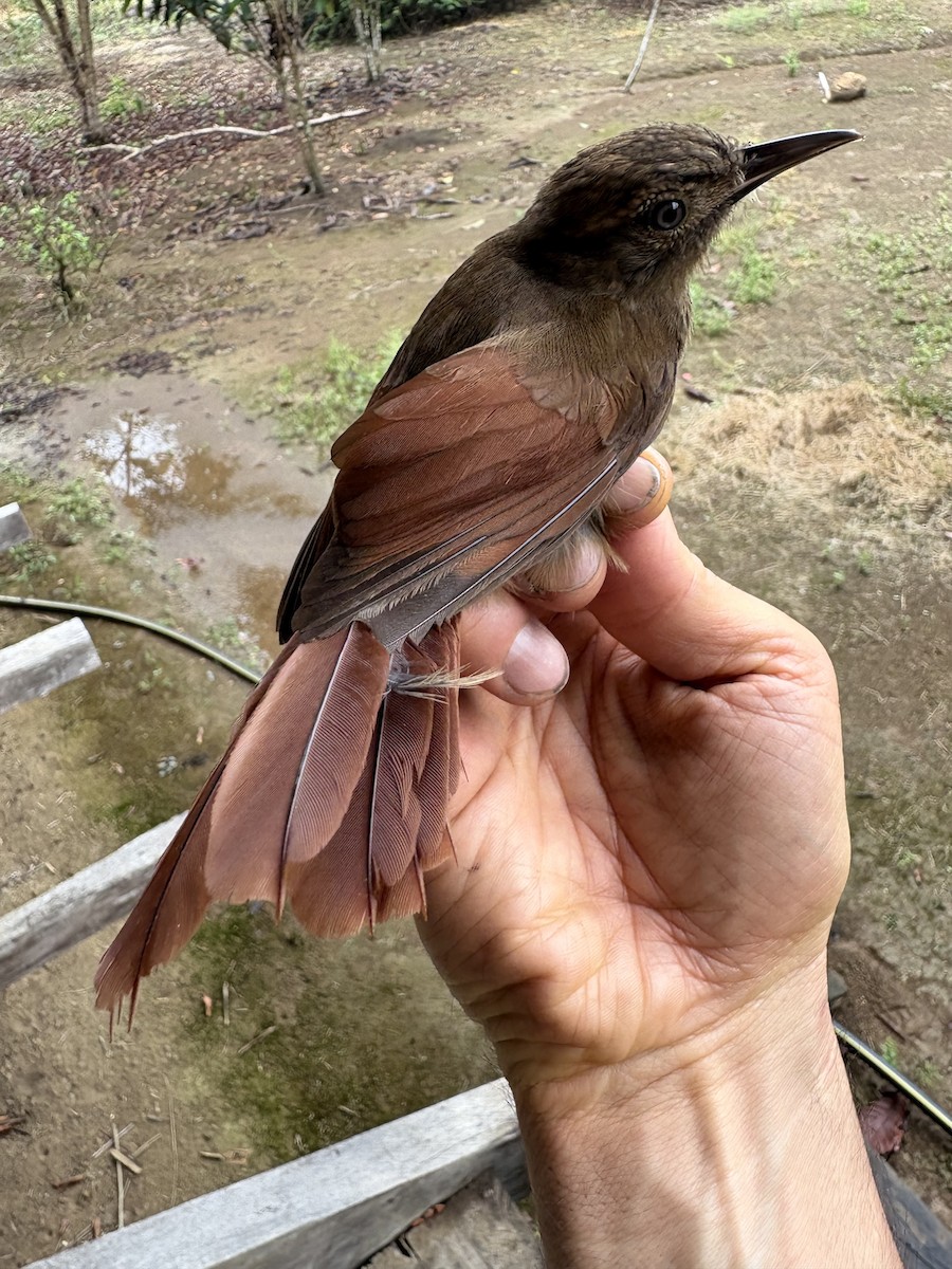 Plain-brown Woodcreeper - ML644356178