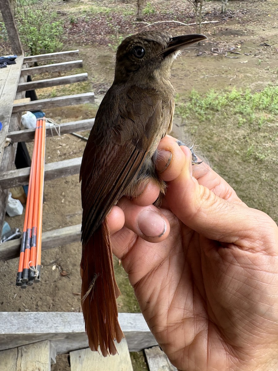Plain-brown Woodcreeper - ML644356179