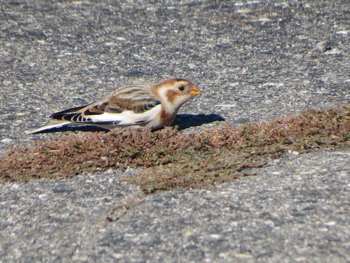 Snow Bunting - ML644356184