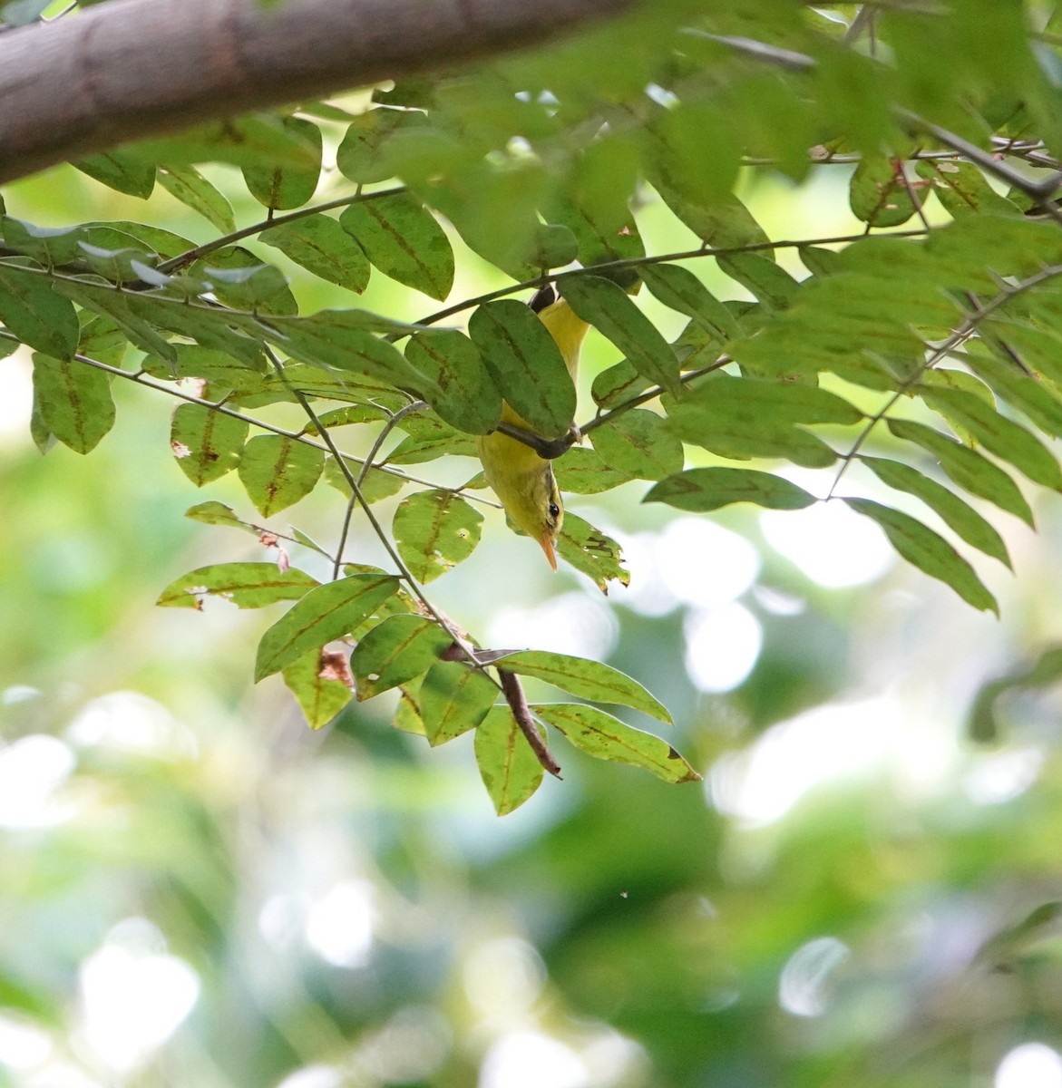 Sulphur-breasted Warbler - ML644356187