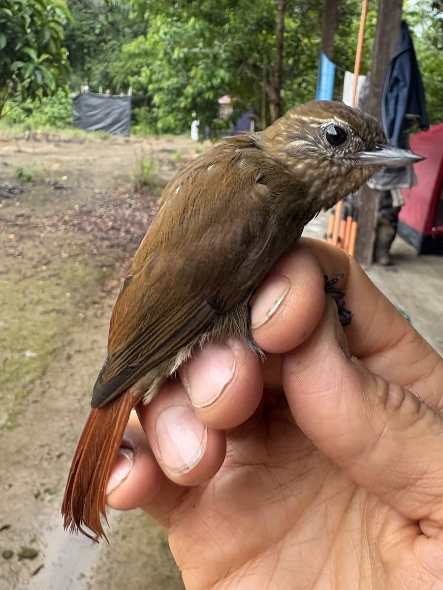 チビオニキバシリ - ML644356197