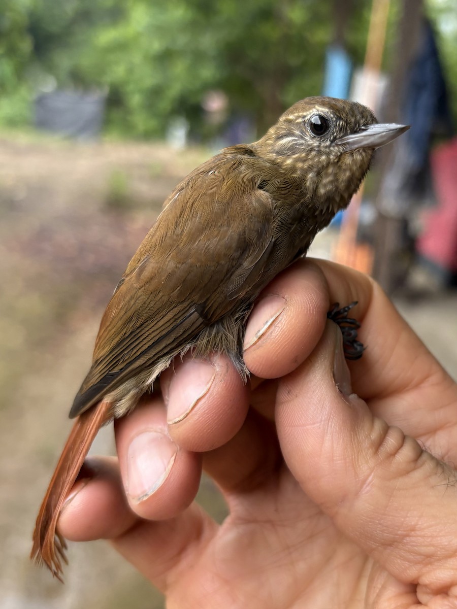 チビオニキバシリ - ML644356198