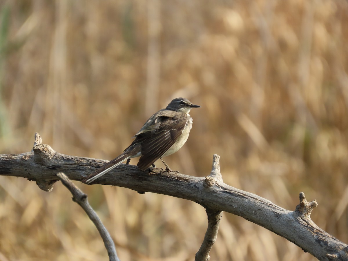 konipas jihoafrický - ML644356202