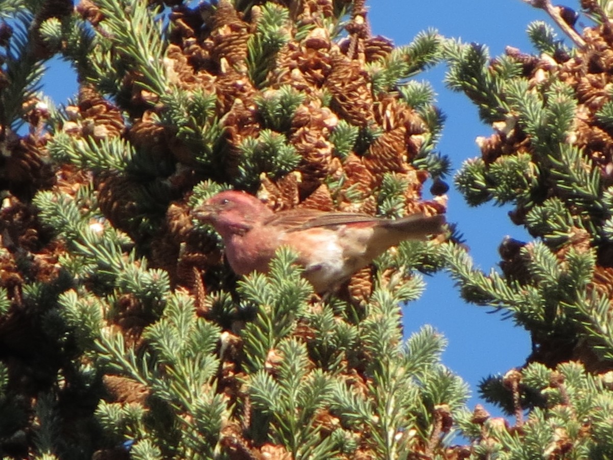 Purple Finch - ML644356203