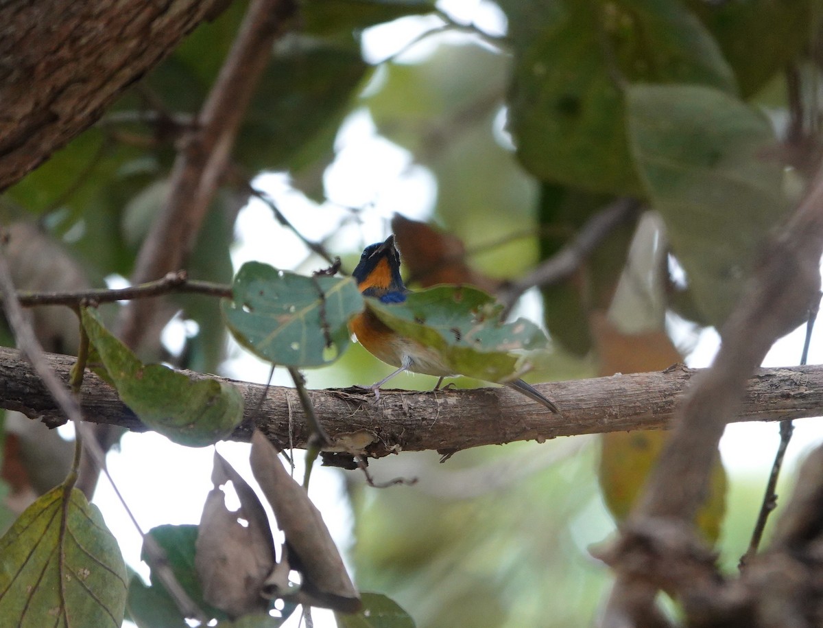 Chinese Blue Flycatcher - ML644356210