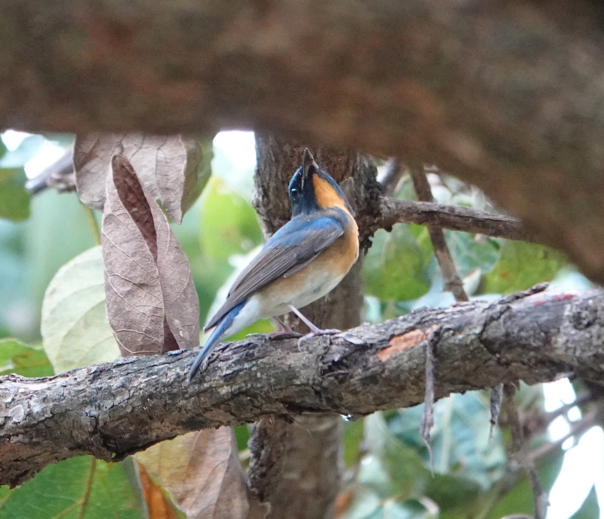 Chinese Blue Flycatcher - ML644356211