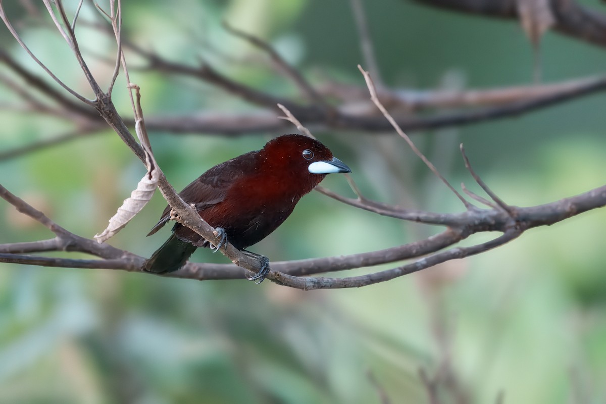Silver-beaked Tanager - ML644356229