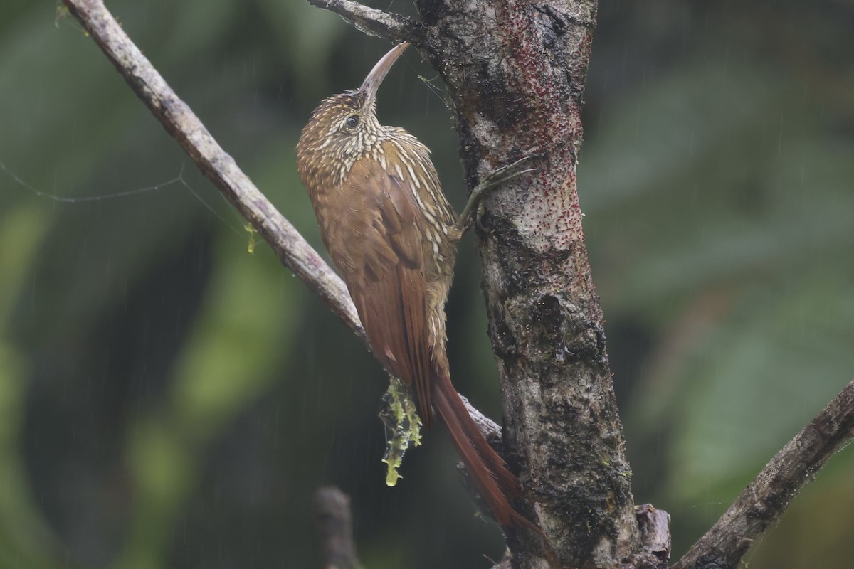 Дереволаз гірський - ML644356234