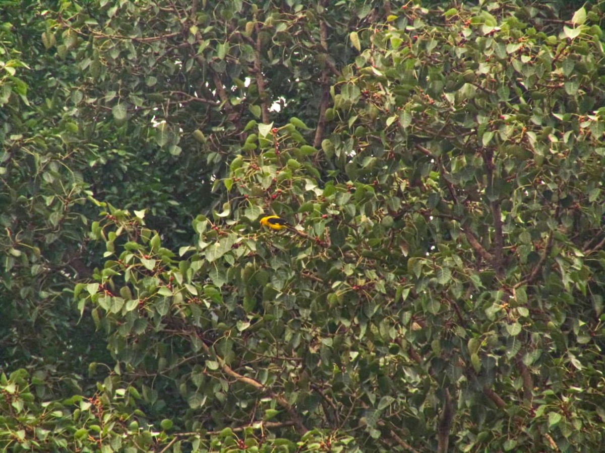 Indian Golden Oriole - ML644356236