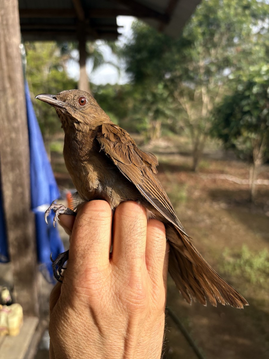 drozd nížinný - ML644356238