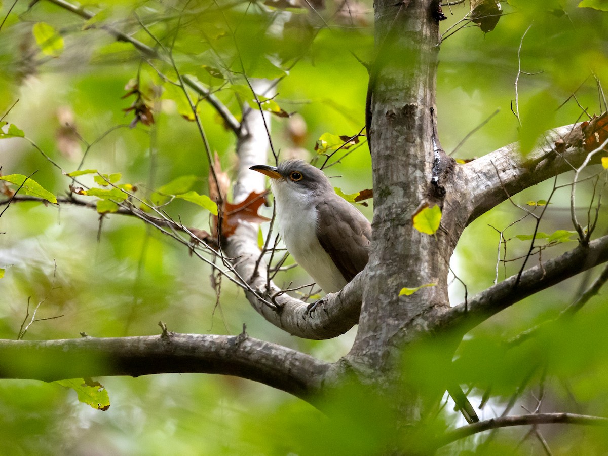 Кукліло північний - ML644356240