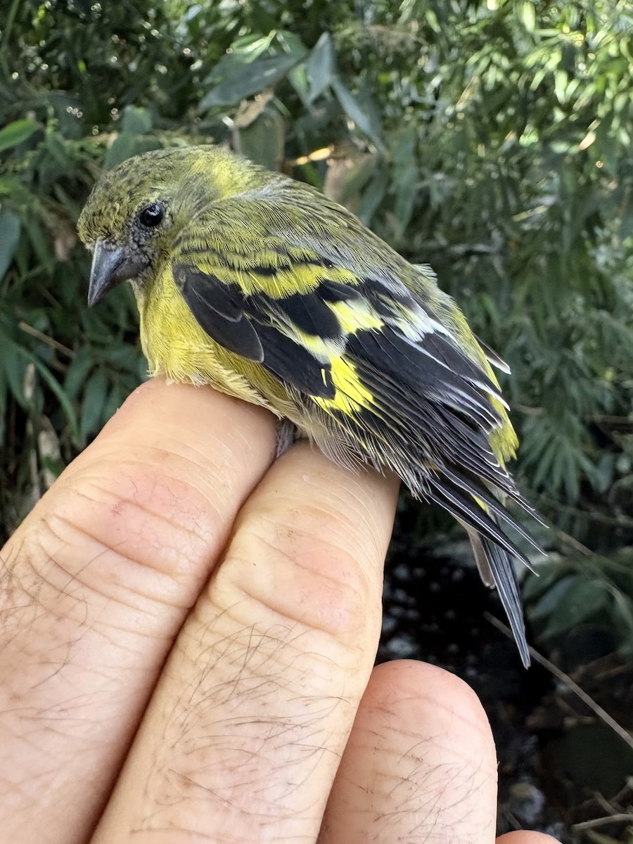 čížek jihoamerický - ML644356245