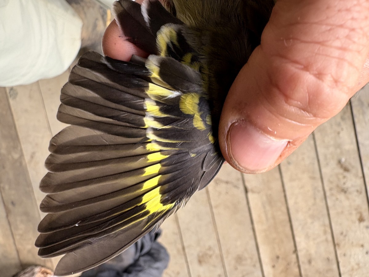 čížek jihoamerický - ML644356246