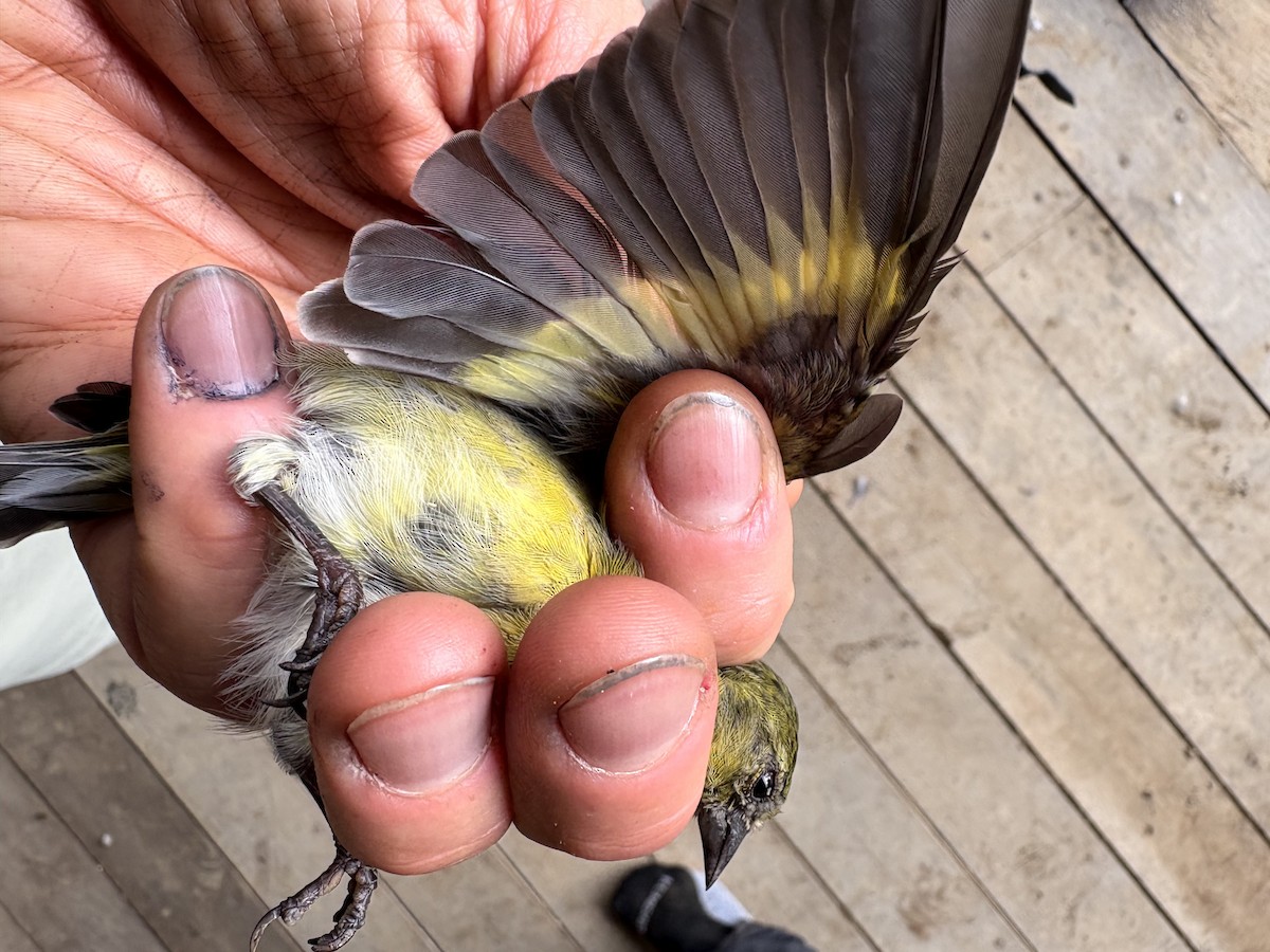 čížek jihoamerický - ML644356247