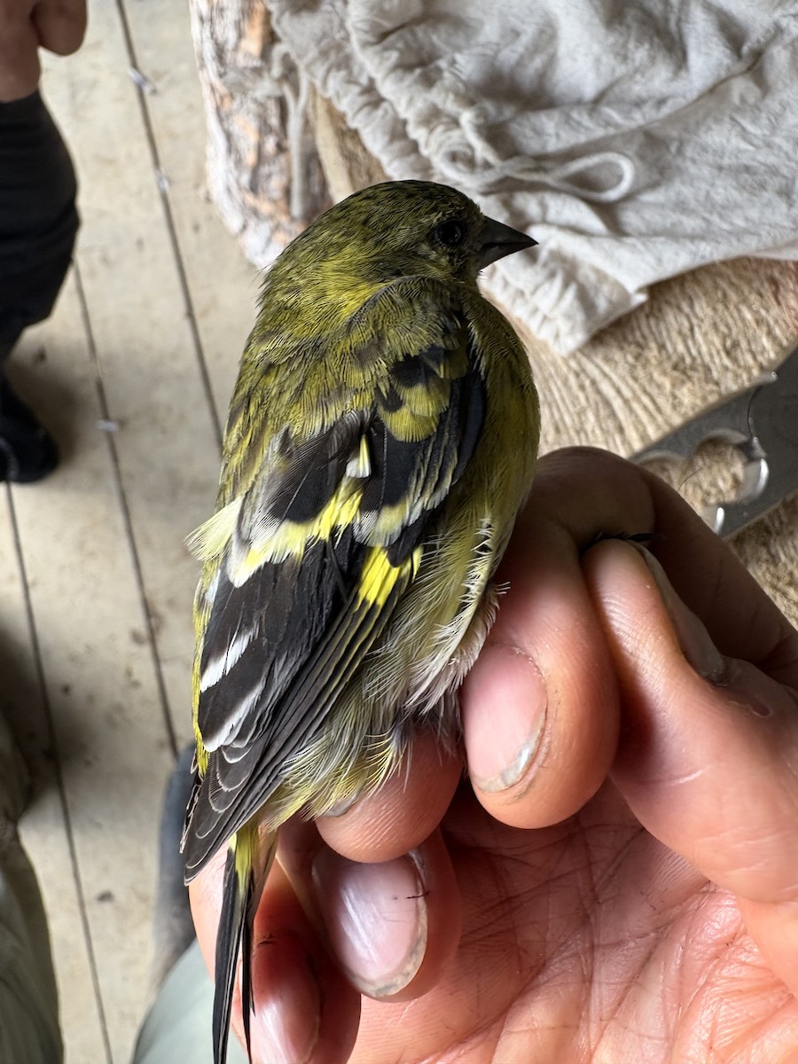 čížek jihoamerický - ML644356248