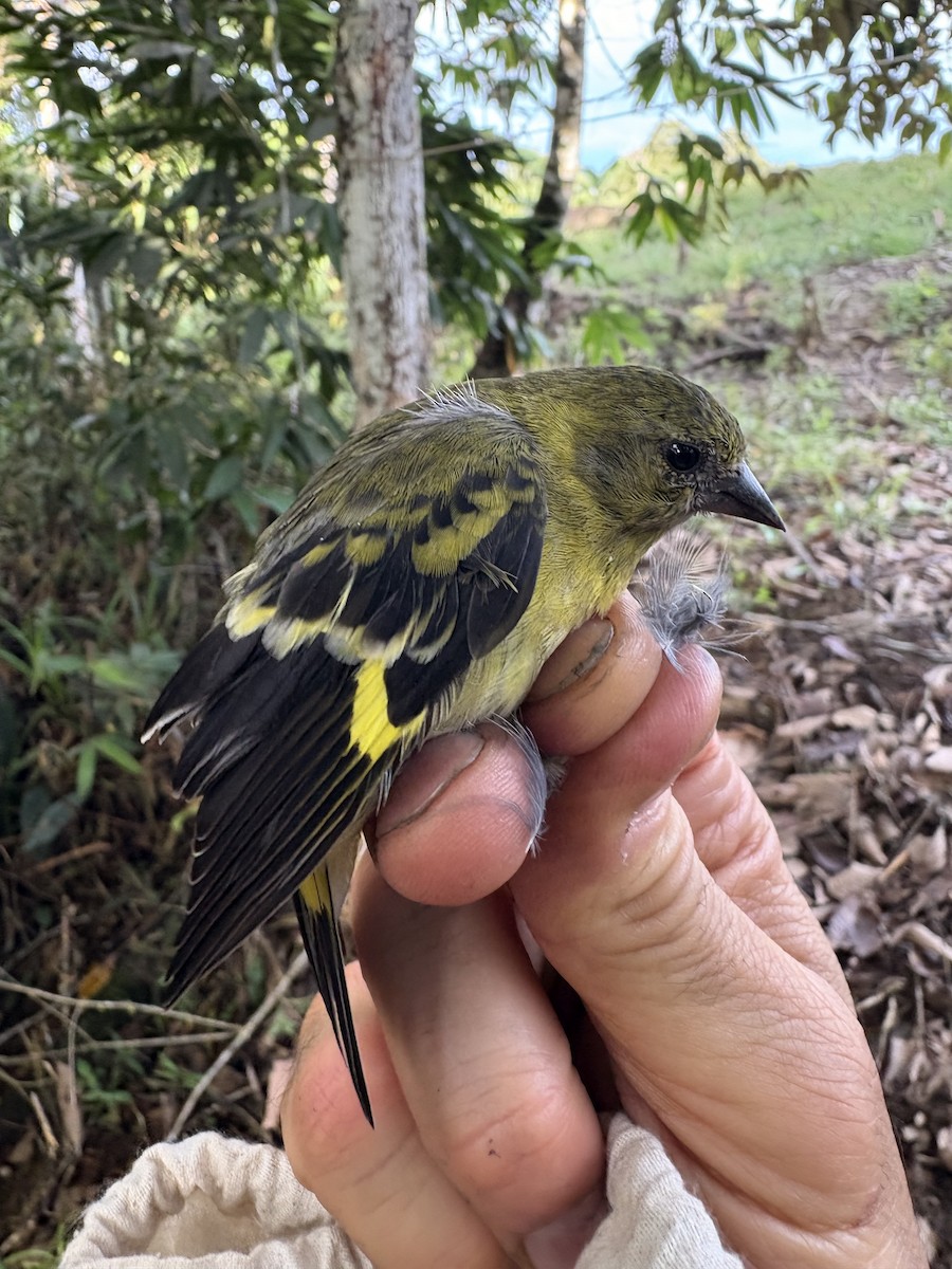 čížek jihoamerický - ML644356249