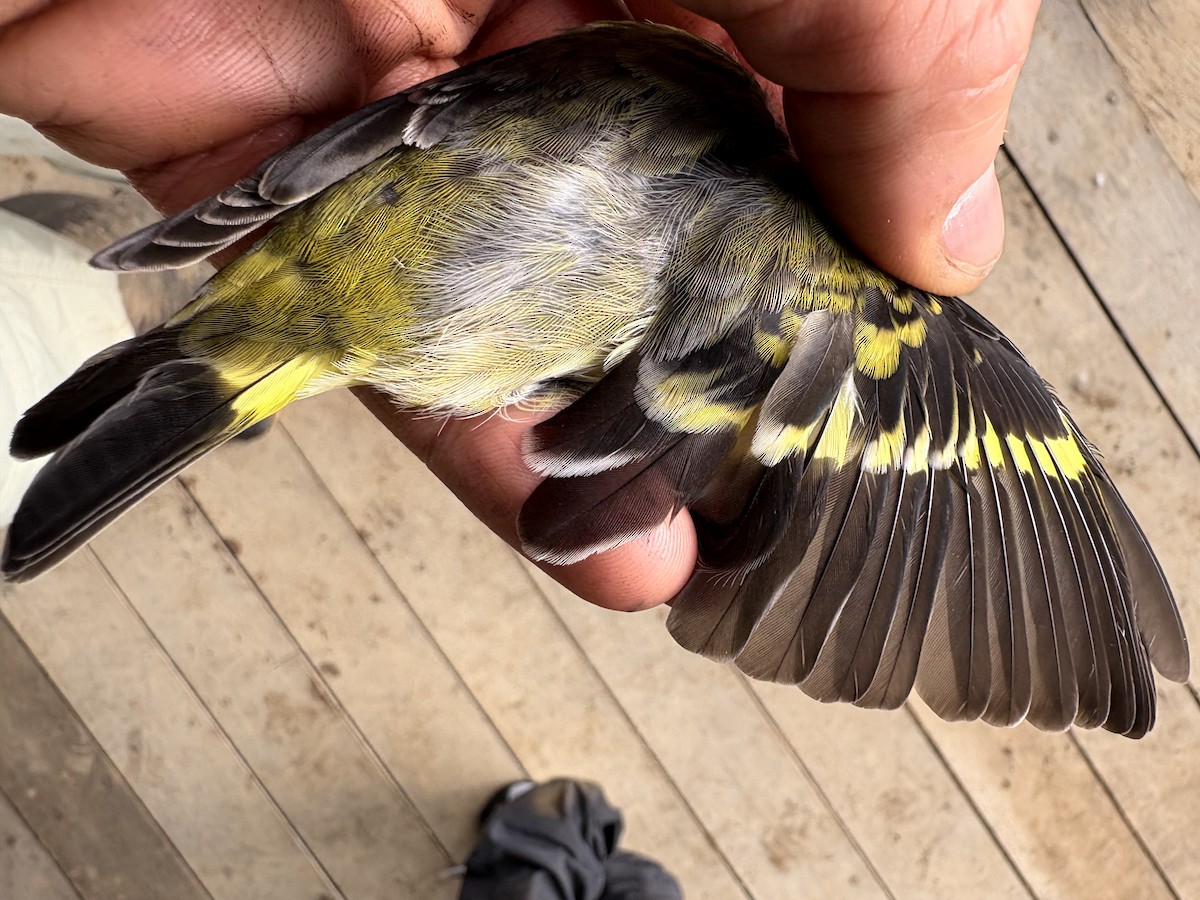 čížek jihoamerický - ML644356250