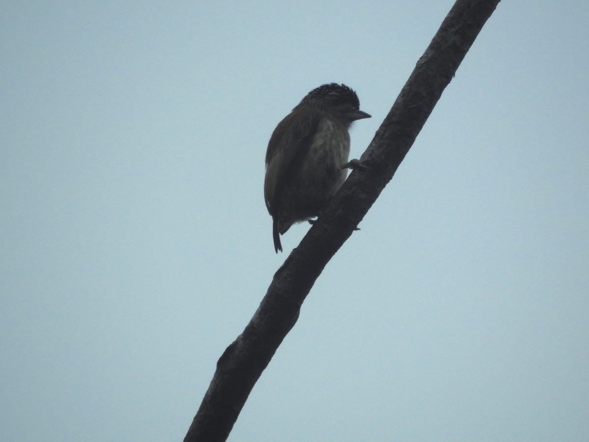 ucayalipikulett - ML644356259