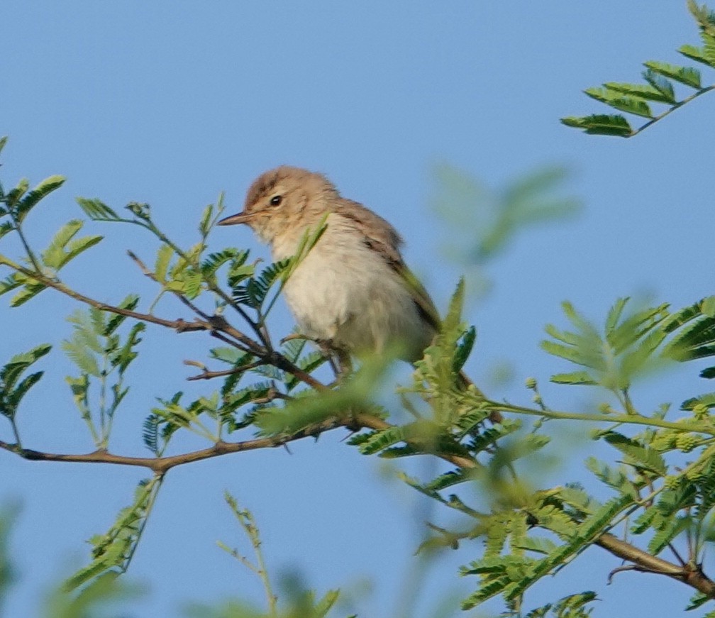 Booted Warbler - ML644356268