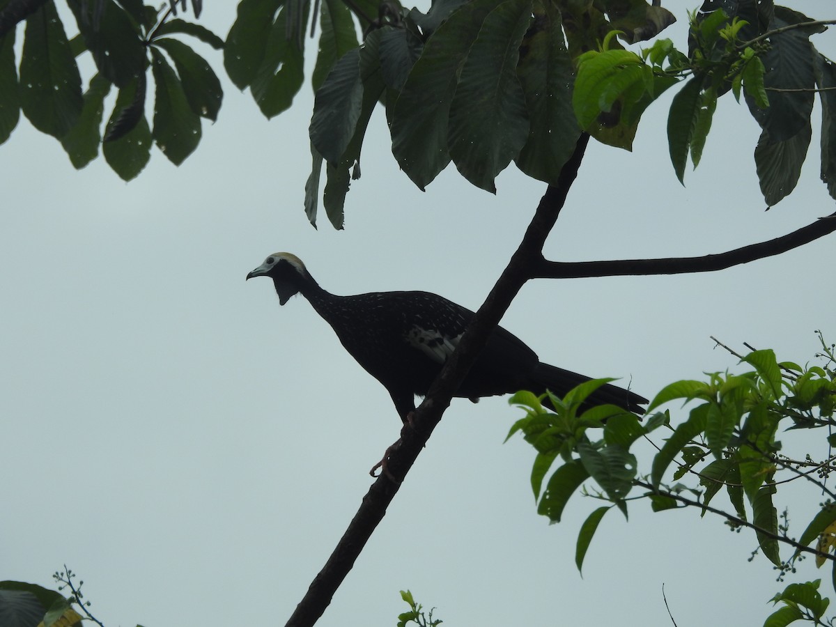 Blue-throated Piping-Guan - ML644356295