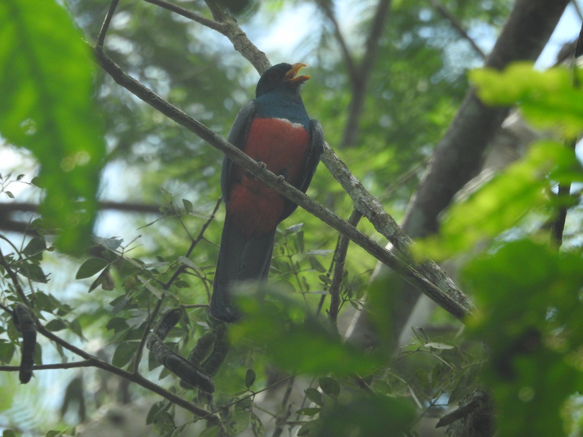 Black-tailed Trogon - ML644356297