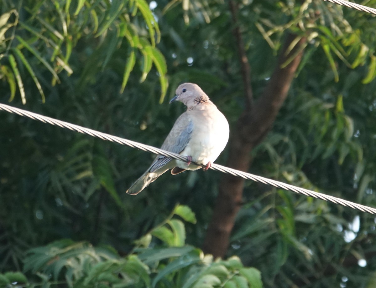 Palmtaube - ML644356298