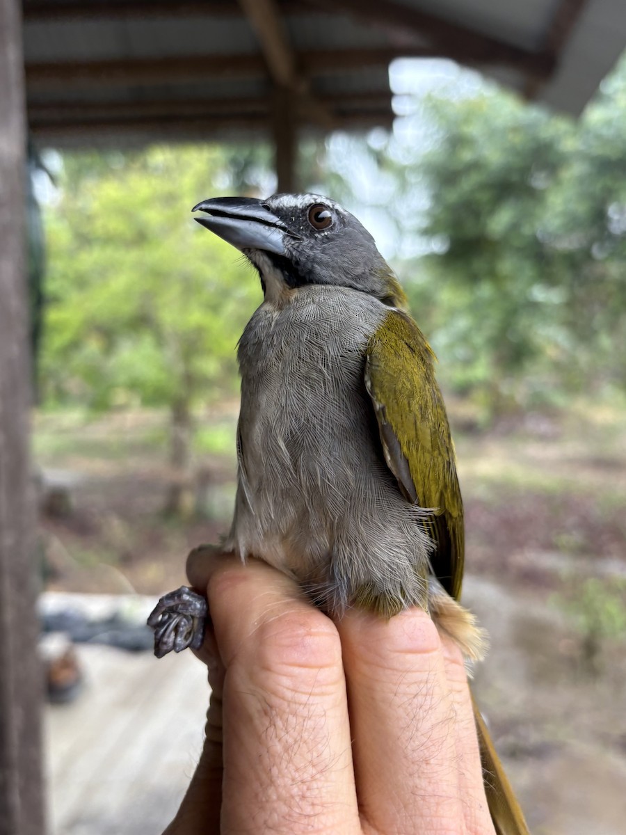 Buff-throated Saltator - ML644356302