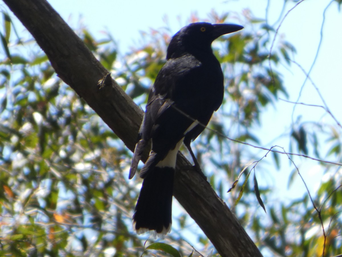 Verdugo Pío - ML644356305