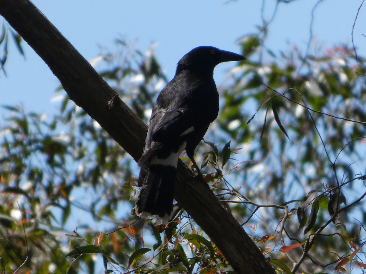 Verdugo Pío - ML644356306