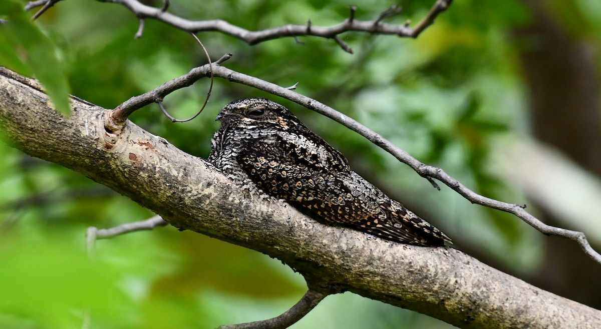 Лагс эргүүбор - ML644356308