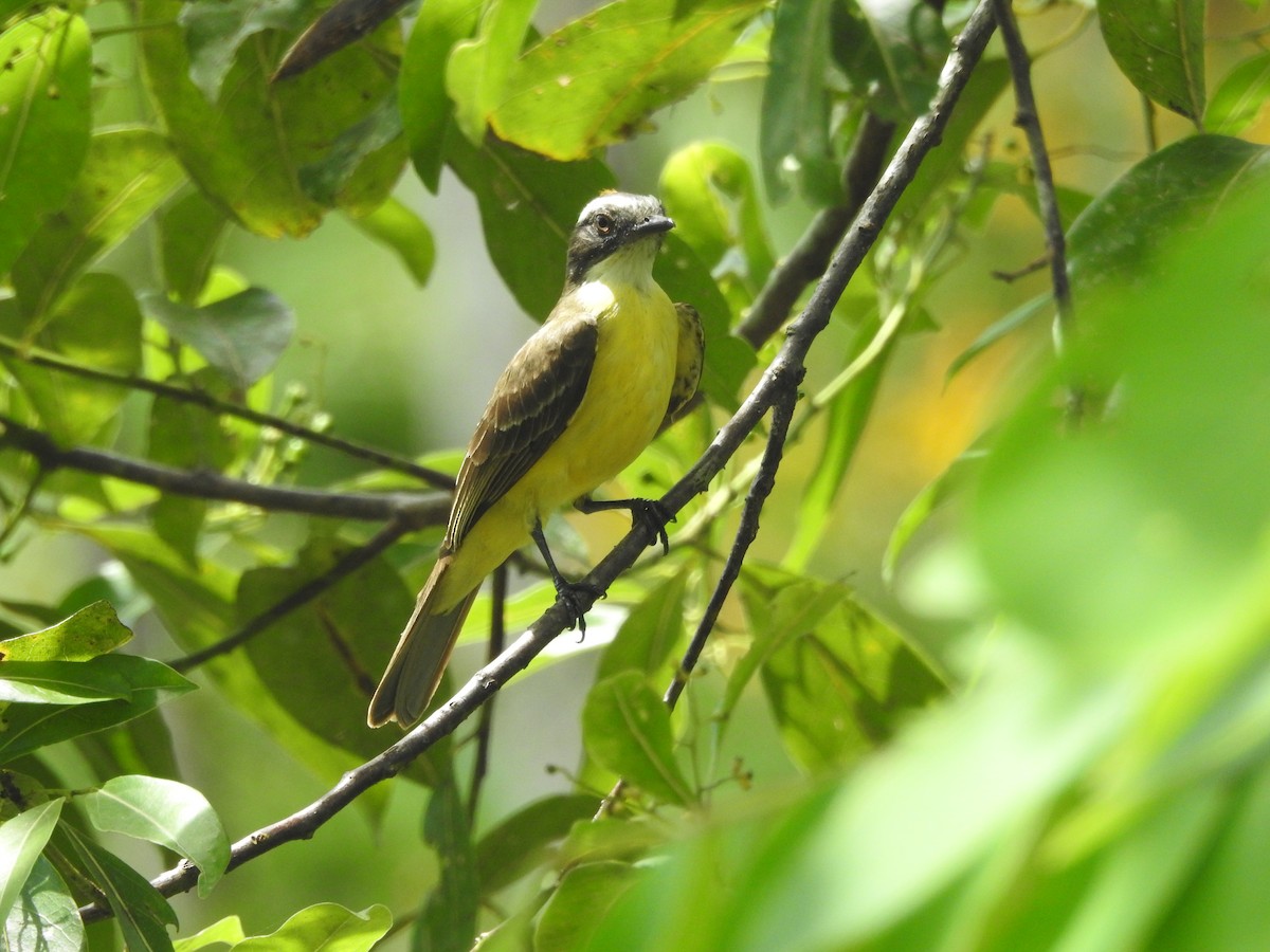 Social Flycatcher - ML644356310