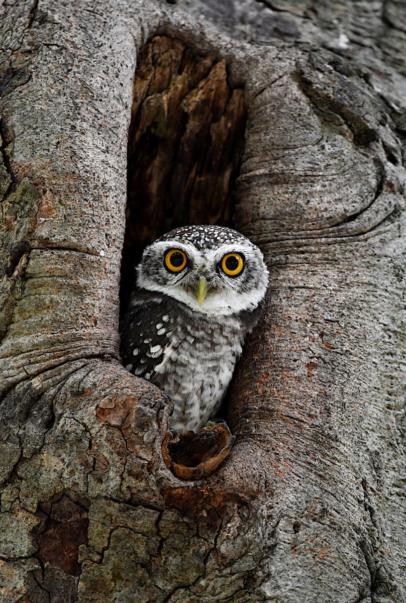 tempelugle - ML644356311