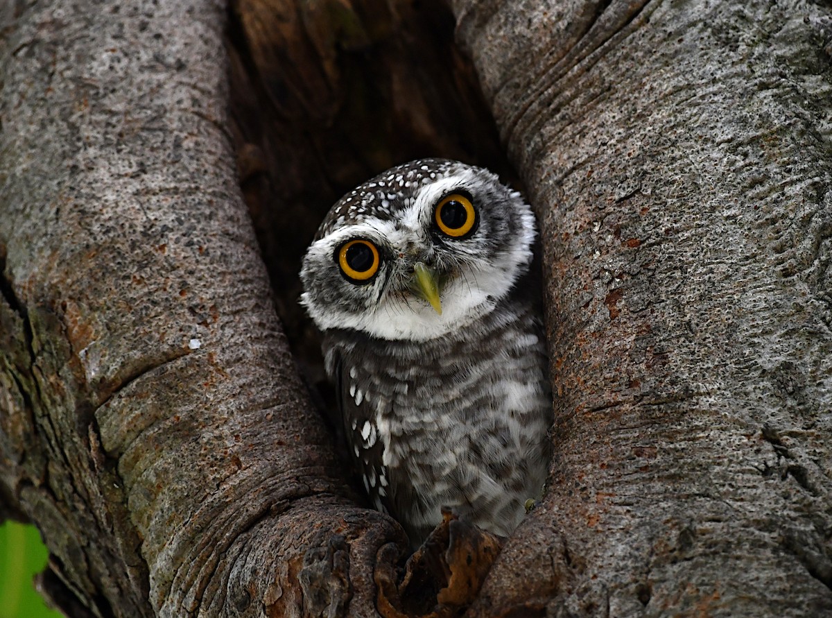 tempelugle - ML644356312